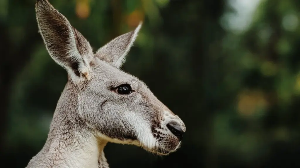Investors want more Kangaroos in the top paddock