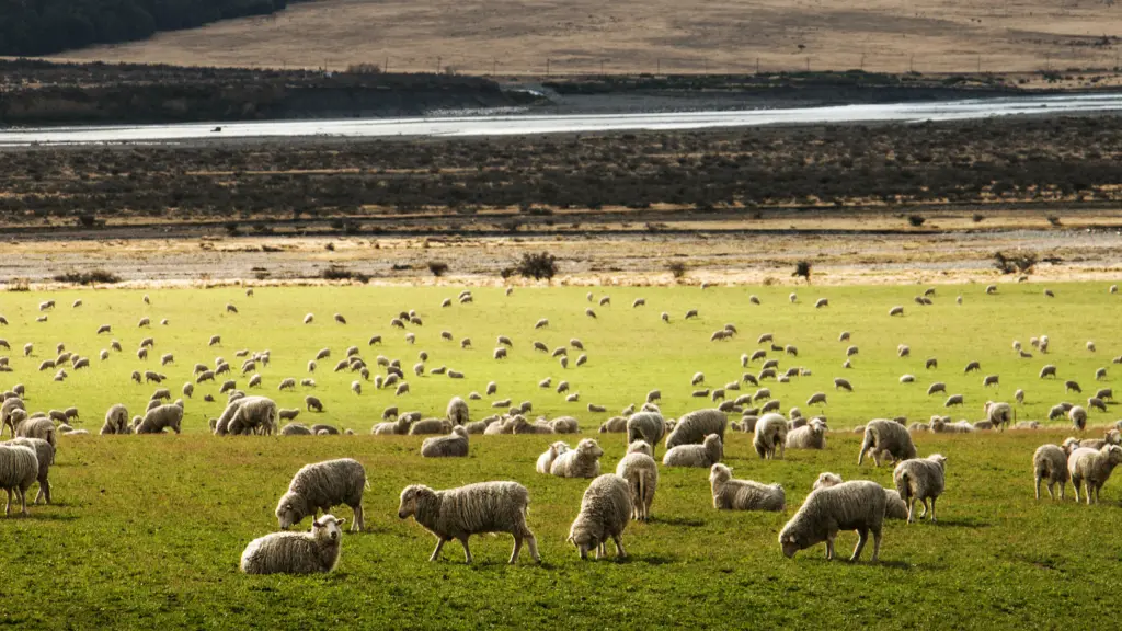 Howlin's Research IP to expand into NZ