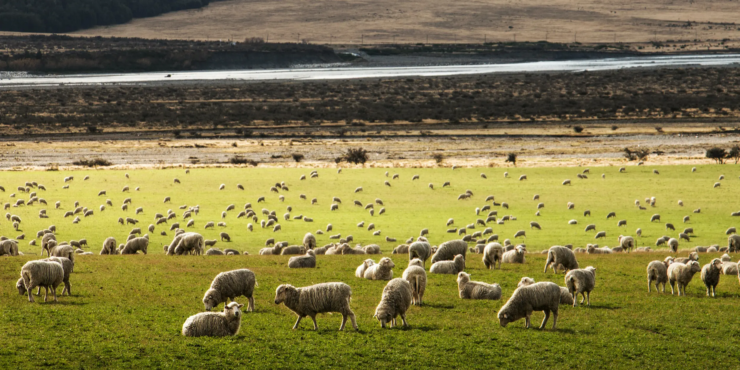 Howlin’s Research IP to expand into NZ