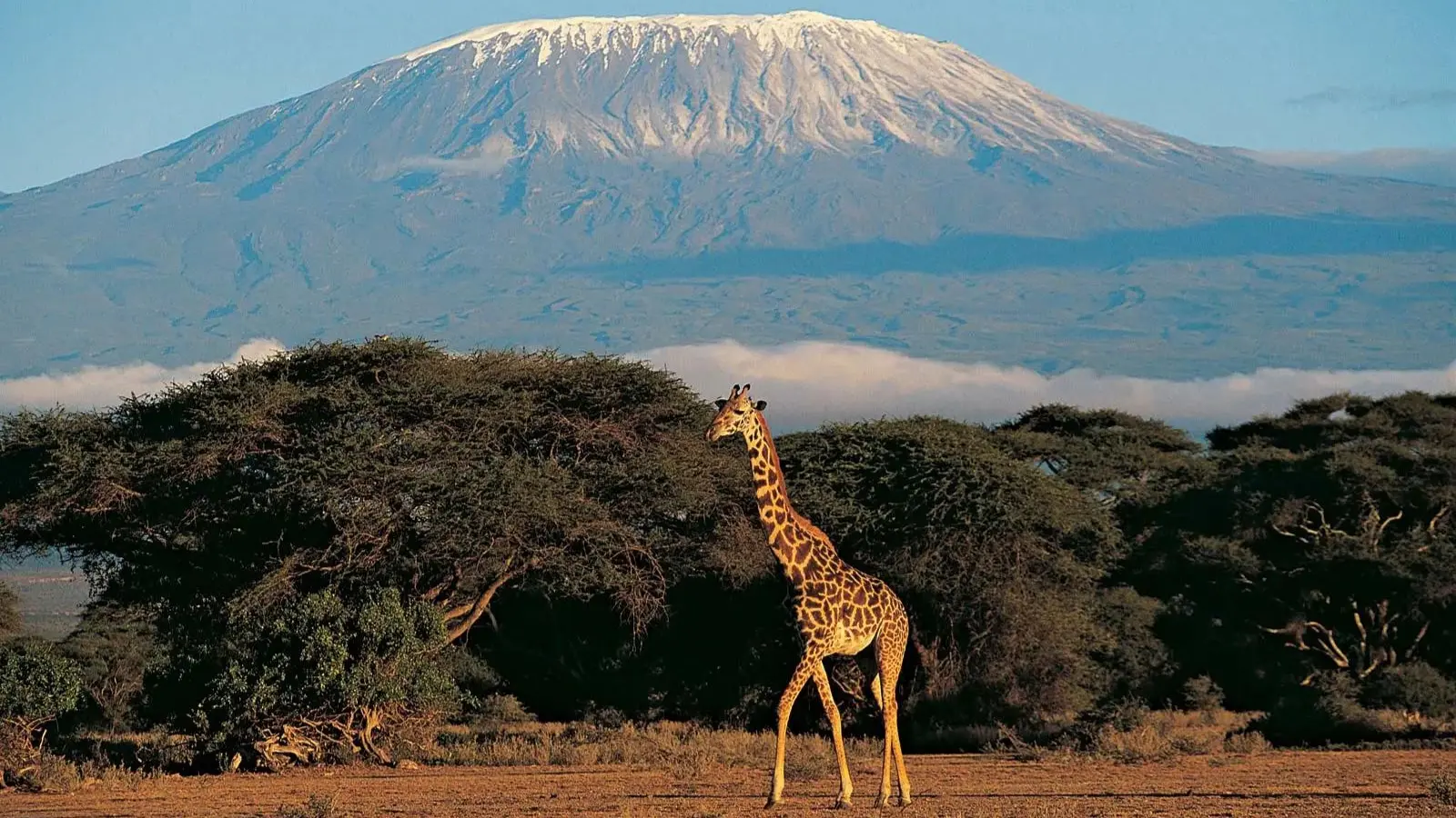 Broadway, financial advice and Kilimanjaro: The Anne Graham story
