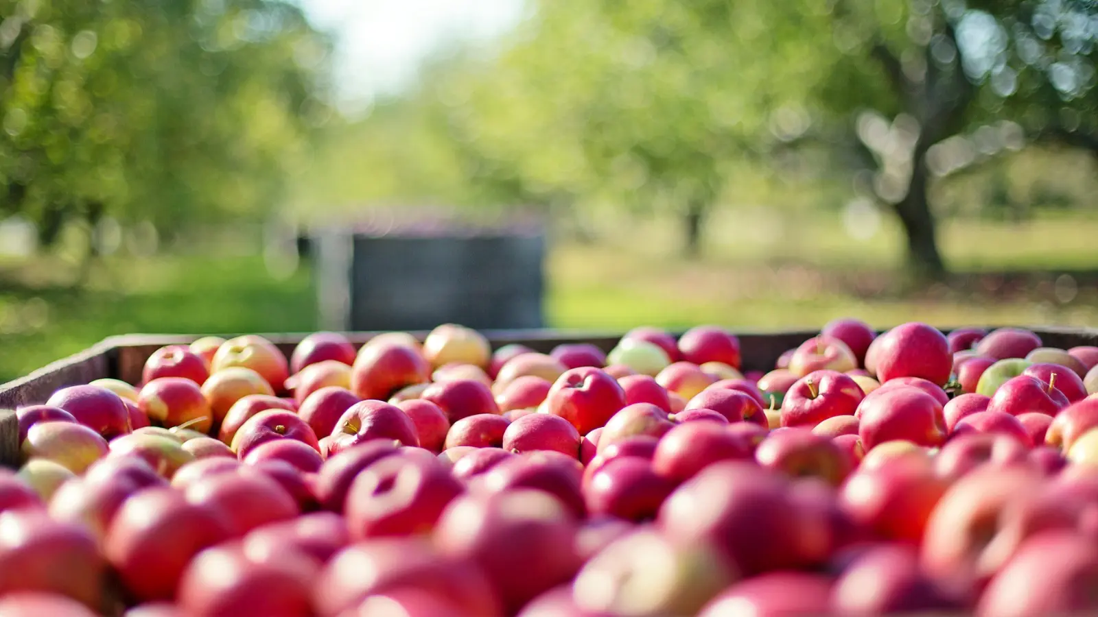 A few bad apples, or is the whole financial orchard at risk?