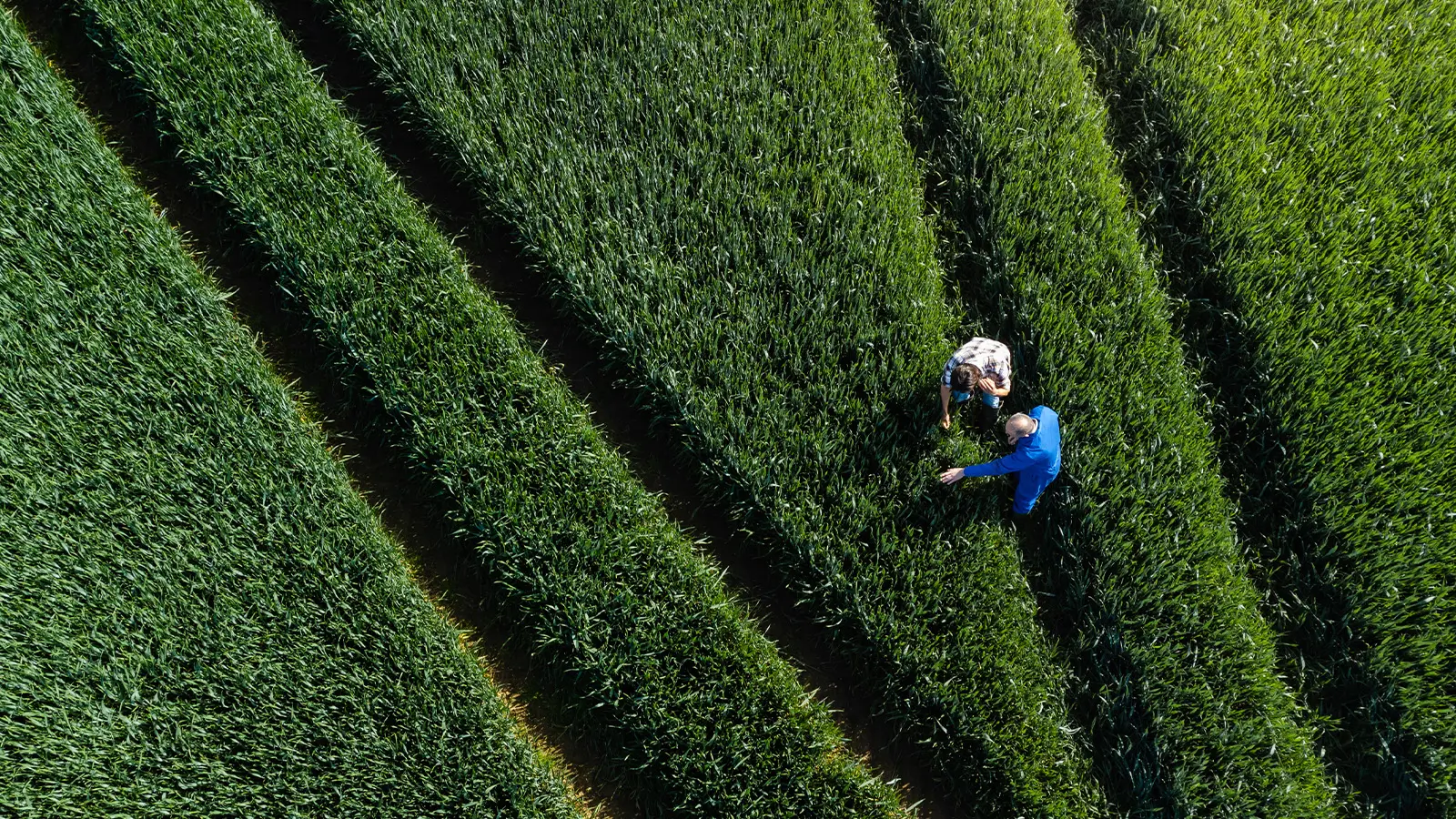 Biodiversity tools disagree: What Melbourne research means for adviser due diligence