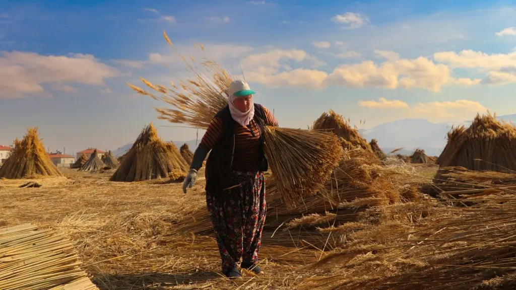 The Egyptian wheat loan that can answer a key challenge in client portfolios